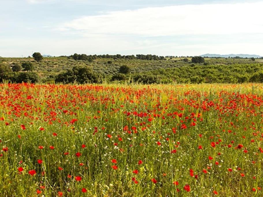 Casa Rural Quintina, Relax En La Sierra Del Segura Socovos Bagian luar foto